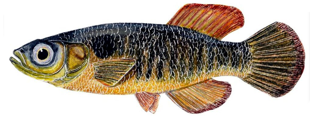 Valencia hispanica_02.jpg